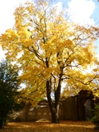 baum-2010